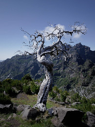 Vereda do Pico Ruivo
