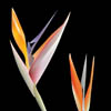strelitzia reginae