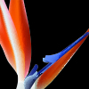 strelitzia reginae